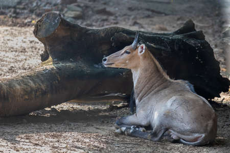 Rest is best , blue bull resting by a wooden logの写真素材
