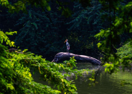 Painted stork basking in a lakeの写真素材