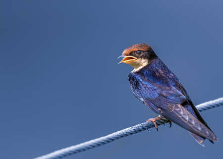 Wire Tail Swallow juvenile against Blue Background
