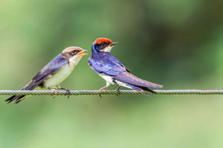 Wire Tail Swallow with its juvenile on a wire