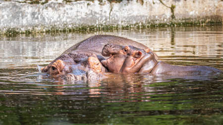 A juvenile hippo playing with its parent in lake