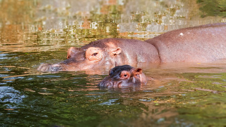 A juvenile hippo accompany its mother in lakeの写真素材
