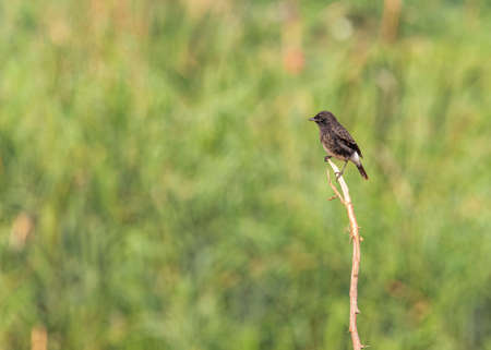 Pied Bush Chat sitting on a branch and perchingの写真素材