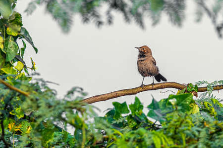 Brown Rock Chat perching on a tree after a rain in its natural habitatの写真素材