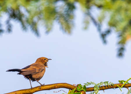 Brown Rock chat on a tree after rain