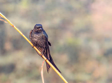 A black Bird Drango sitting on a branchの写真素材