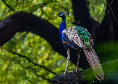 A peacock on a tree without long feathers . Peacock drops its long feather every year during September in India. By May -June these feathers again become longの写真素材