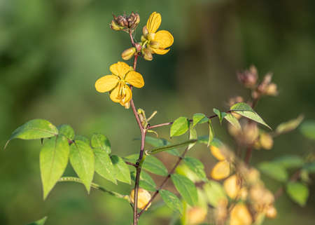 Senna occidentalis flower in wet land, a yellow color flowerの写真素材