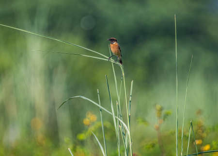 A stone chat in natural habitatの写真素材