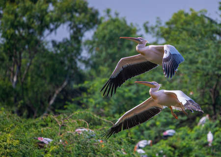 A pair of pink pelican in parallel flight