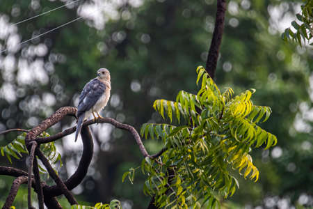 A shikra in alert position sitting on a treeの写真素材