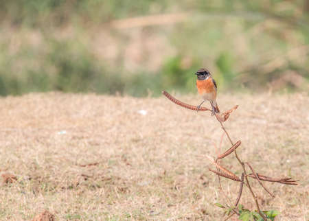 A stone Chat sitting on a branchの写真素材