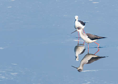 Pair of black winged stilt in search of food in a lakeの写真素材