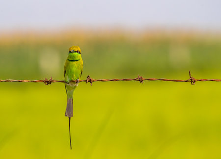 A green Bee Eater sitting on a wire and looking into cameraの写真素材