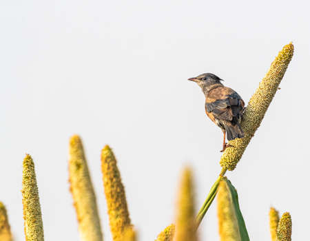 A rosy starling looking back from a millet stick