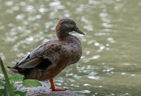 Duck resting on a edge of island in a lakeの写真素材