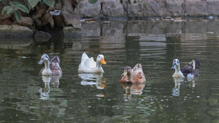 Duck Strolling in a lake early in the morningの写真素材