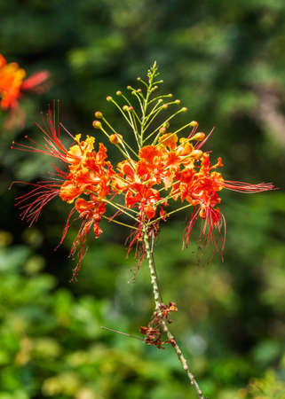 Peacock flower in the gardenの写真素材
