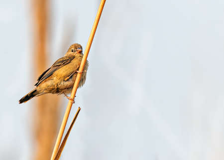 Red Avadavat juvenile on a branch alert and restingの写真素材