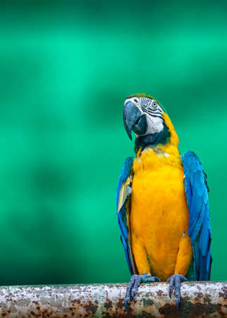 Macaw sitting on a pipeの写真素材