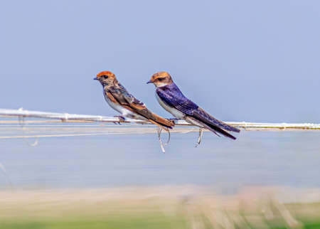 Wire Tailed Swallow sitting on a thread and restingの写真素材