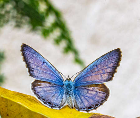 A chilades Lajus butterfly sitting on a leaf and baskingの写真素材