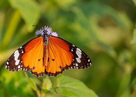 Plain Tiger butterfly on a flower in the gardenの写真素材