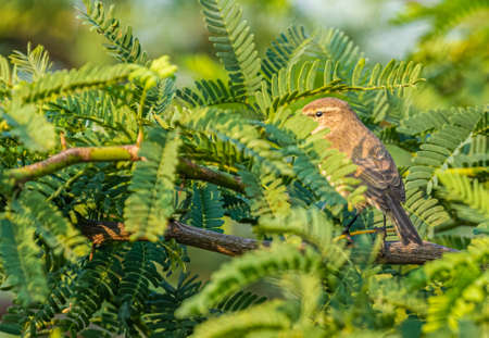 Common Chiffchaff in natural habitat early in the morning