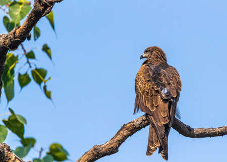 A black kite perching on a tree early in the morning
