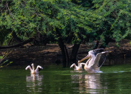 A pink pelican enjoying water by expanding wingsの写真素材