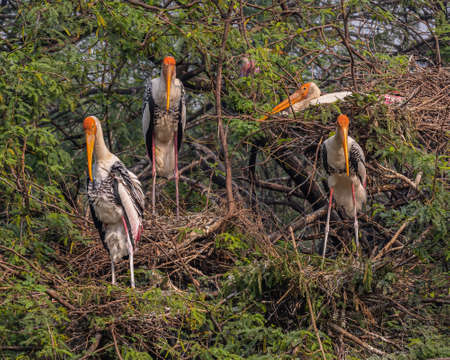 A group of painted stork in its nests , three standing one hatching eggsの写真素材