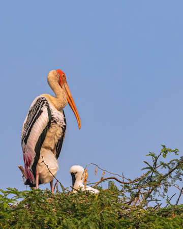 A Painted stork with its juvenile in its nest on a treeの写真素材