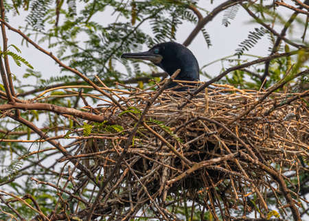 A Cormorant hatching its eggs on a treeの写真素材