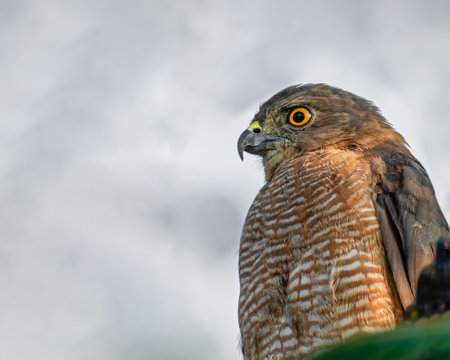 Shikra in resting mood early in the morningの写真素材