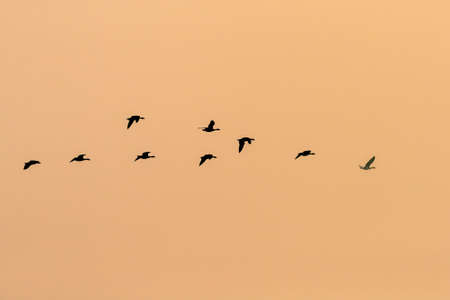 An evening flight of goose in the sky