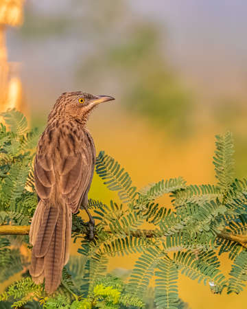 Striated Warbler perching on a bush tree early in the morningの写真素材