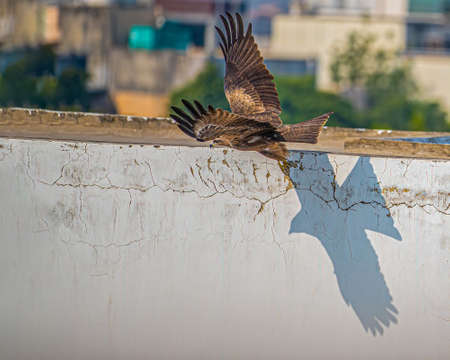 A black kite and its shadow on a wall in a sunny dayの写真素材