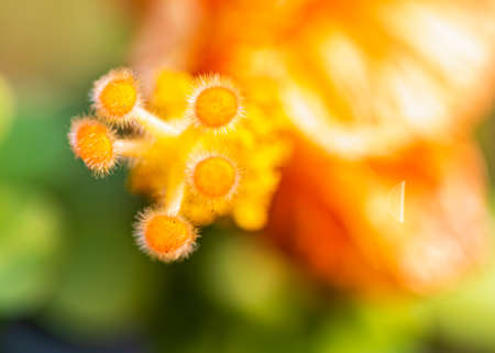 Pollen of a hibiscus flower macro shotの写真素材