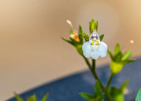 Mazus Pumilus flower Macro shot in garden