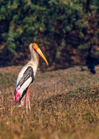 A painted Stork resting in wet land and baskingの写真素材