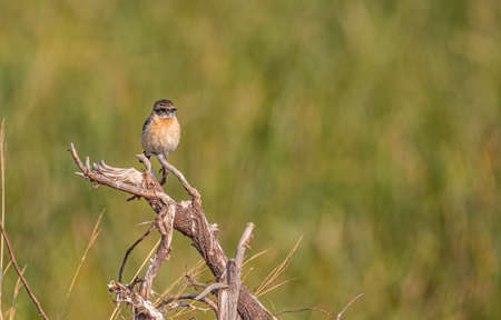 A stone chat sitting on a plant in green backgroundの写真素材