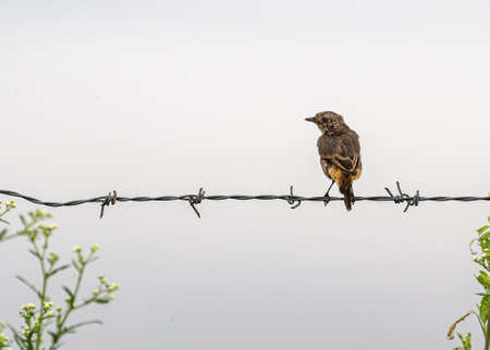 Juvenile Bush Chat perching on a wireの写真素材