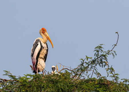 Painted stork with its juvenile on a treeの写真素材