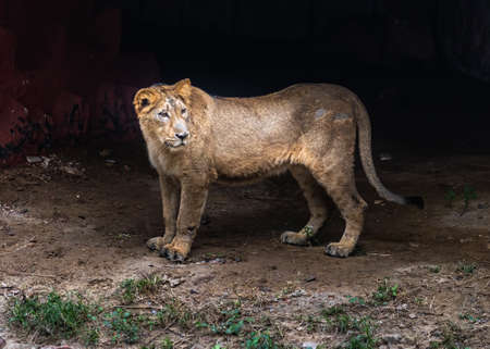 A lion cub looking at something far awayの写真素材