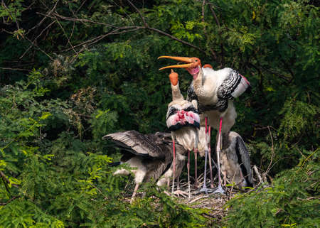 Painted stork family in its nest and enjoyingの写真素材