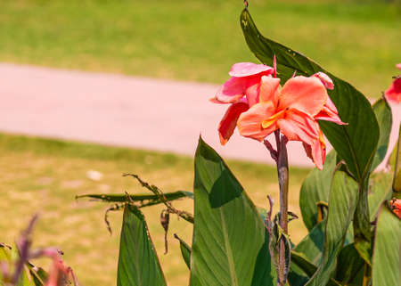 A orange flower in the garden