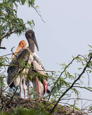 Juvenile and painted stork in its nest on a treeの写真素材
