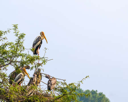 Painted stork family and its juvenile resting in nestの写真素材