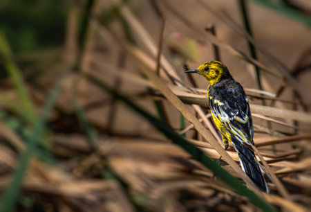 Yellow wagtail hidden in bush and taking restの写真素材