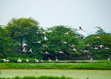 Flamingos landing on water in wet landの写真素材